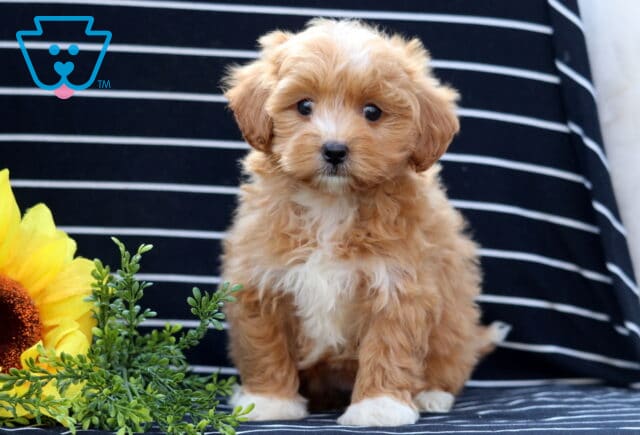 Sweet Havapoo puppy with a soft apricot coat and white chest sitting on a striped blanket beside a bright yellow sunflower. image