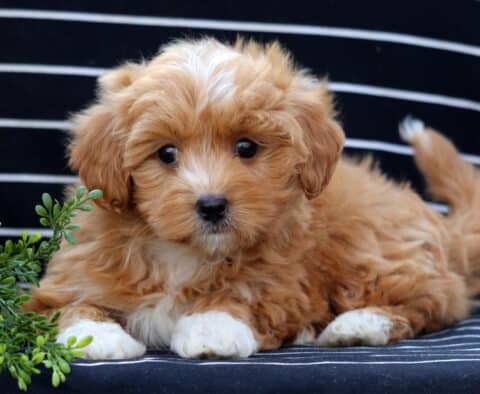 Adorable Havapoo puppy with apricot curls, a white blaze on its head, and white paws lying on a striped blanket next to green leaves.