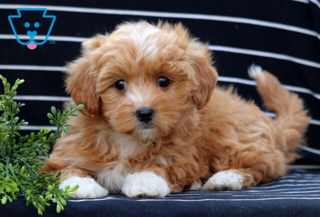 Adorable Havapoo puppy with apricot curls, a white blaze on its head, and white paws lying on a striped blanket next to green leaves. image