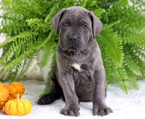 Gray Cane Corso puppy sitting upright on a soft white rug with a small white patch on its chest, pumpkins nearby, and ferns in the background.
