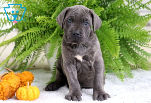 Gray Cane Corso puppy sitting upright on a soft white rug with a small white patch on its chest, pumpkins nearby, and ferns in the background. image