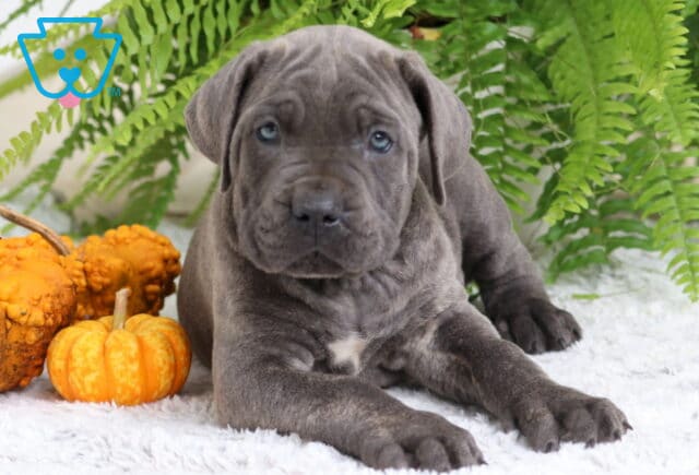 Sweet gray Cane Corso puppy lying on a fluffy white rug with tiny pumpkins and bumpy gourds beside it, green ferns in the background. image