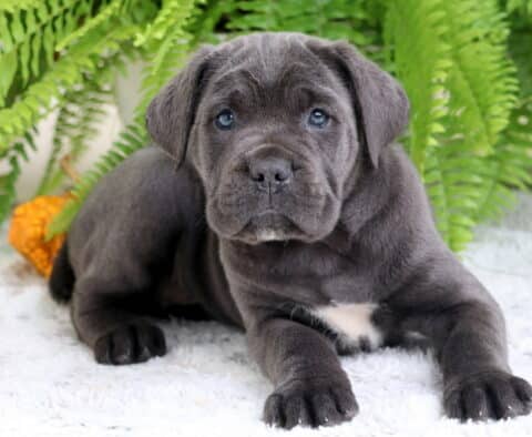 Adorable gray Cane Corso puppy with a white chest patch lying on a white rug near orange pumpkins and green ferns.