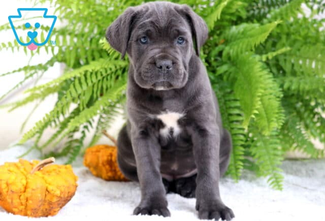 Gray Cane Corso puppy with a white chest patch sitting on a fluffy white rug next to bumpy orange pumpkins and green ferns. image