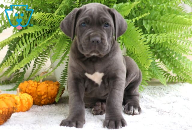 Cute blue Cane Corso puppy sitting upright with big paws and wrinkled face. image