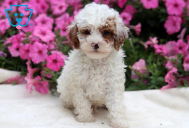 Ranger Toy Poodle image
