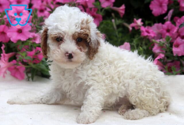 Ranger Toy Poodle2 image
