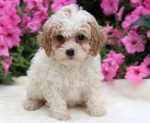 Rayna Toy Poodle
