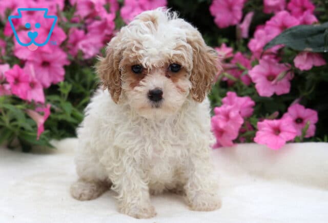 Rayna Toy Poodle image
