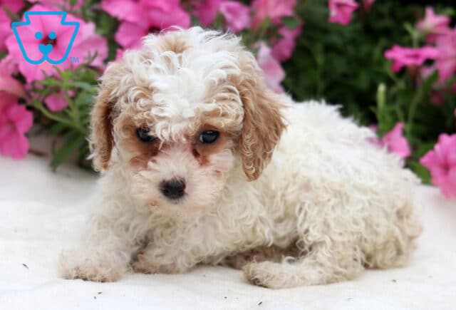 Rayna Toy Poodle2 image
