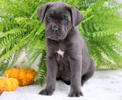 Gray Cane Corso puppy with a small white chest patch sitting on a white rug beside orange pumpkins and green ferns.