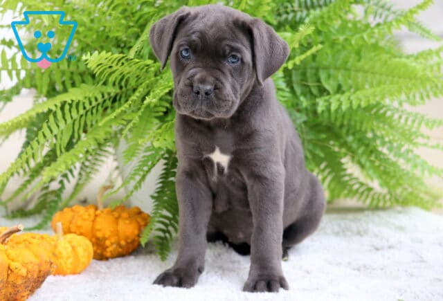 Gray Cane Corso puppy with a small white chest patch sitting on a white rug beside orange pumpkins and green ferns. image