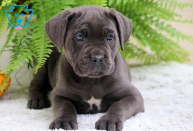 Gray Cane Corso puppy with a white chest marking lying down on a soft white rug in front of green fern leaves. image