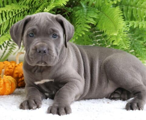 Gray Cane Corso puppy lying on a white rug with mini pumpkins and green ferns.