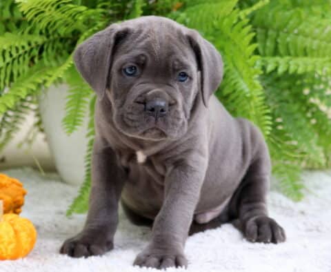 Cute gray Cane Corso puppy sitting on a white rug with bright pumpkins and green fern plants in the background.