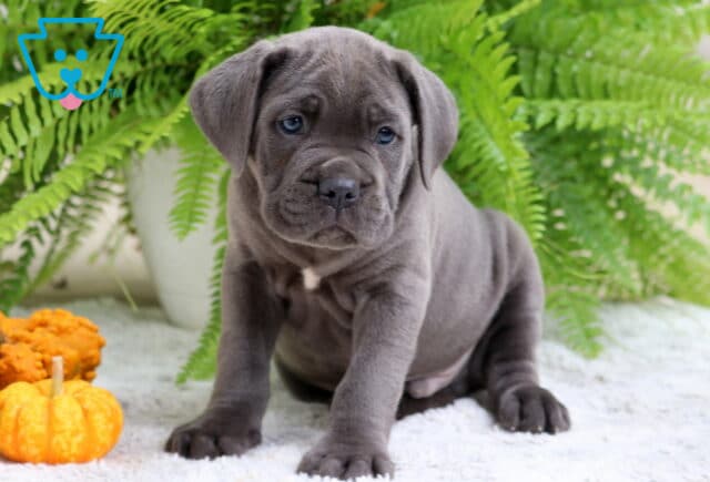 Cute gray Cane Corso puppy sitting on a white rug with bright pumpkins and green fern plants in the background. image