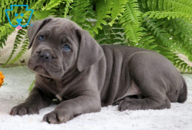 Adorable gray Cane Corso puppy lying on a white rug with green fern leaves in the background. image