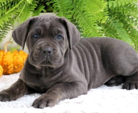 Gray Cane Corso puppy stretched out on a fluffy white rug with wrinkled skin and blue eyes, pumpkins and green ferns in the background.