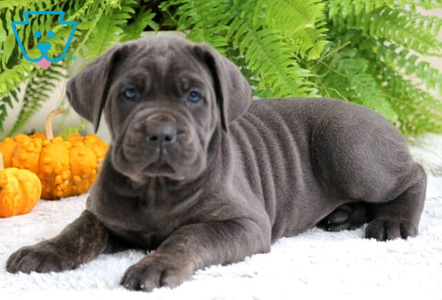 Gray Cane Corso puppy stretched out on a fluffy white rug with wrinkled skin and blue eyes, pumpkins and green ferns in the background. image