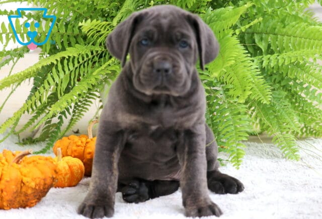 Gray Cane Corso puppy sitting tall on a white rug with orange pumpkins and bright green ferns in the background. image