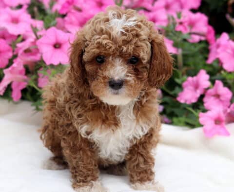 River Toy Poodle