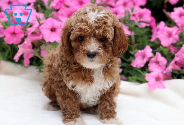 River Toy Poodle image