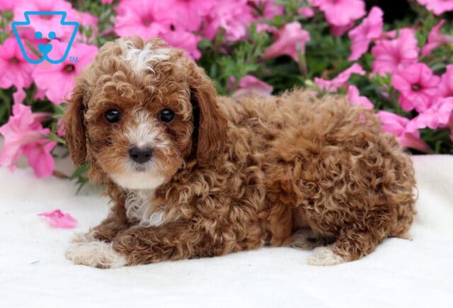 River Toy Poodle2 image