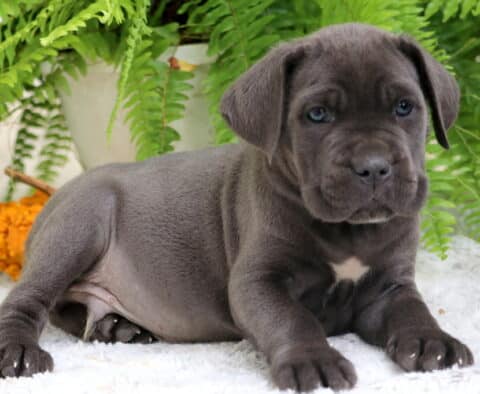 Cute blue Cane Corso puppy resting on the floor with floppy ears and bright eyes.