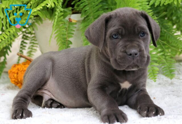 Cute blue Cane Corso puppy resting on the floor with floppy ears and bright eyes. image