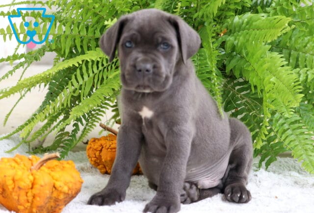 Gray Cane Corso puppy sitting straight and alert next to orange gourds and ferns. image