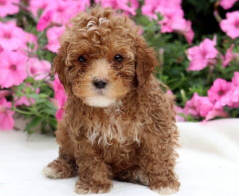 Rocky Toy Poodle