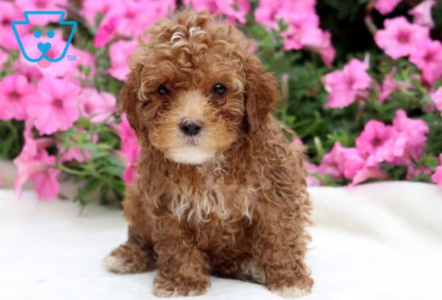 Rocky Toy Poodle image