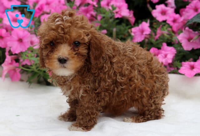 Rocky Toy Poodle2 image