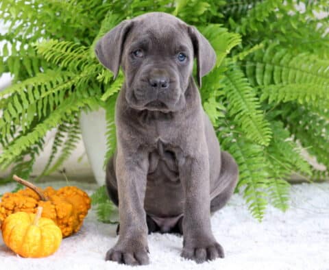 Gray Cane Corso with a wrinkled forehead and calm expression sitting indoors.