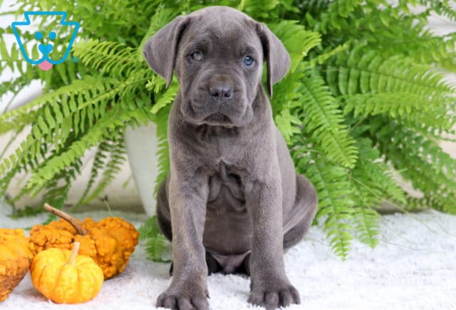 Gray Cane Corso with a wrinkled forehead and calm expression sitting indoors. image