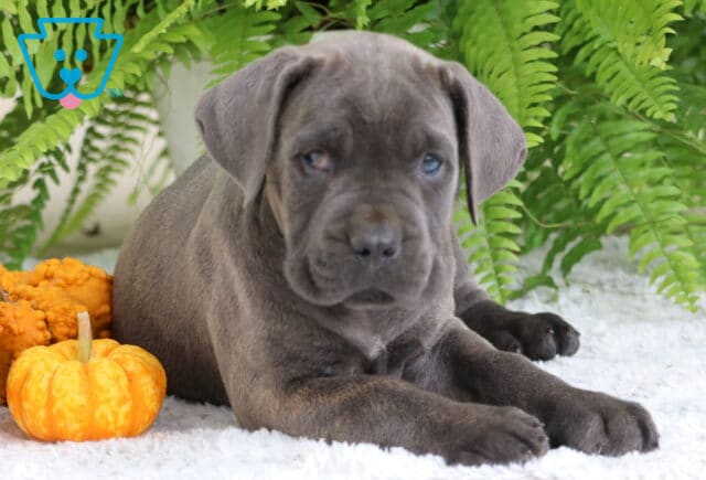 Gray Cane Corso puppy laying on a white rug beside small orange pumpkins with green ferns in the background. image
