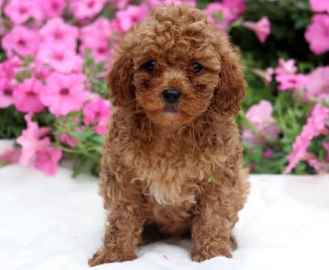 Rolo Toy Poodle
