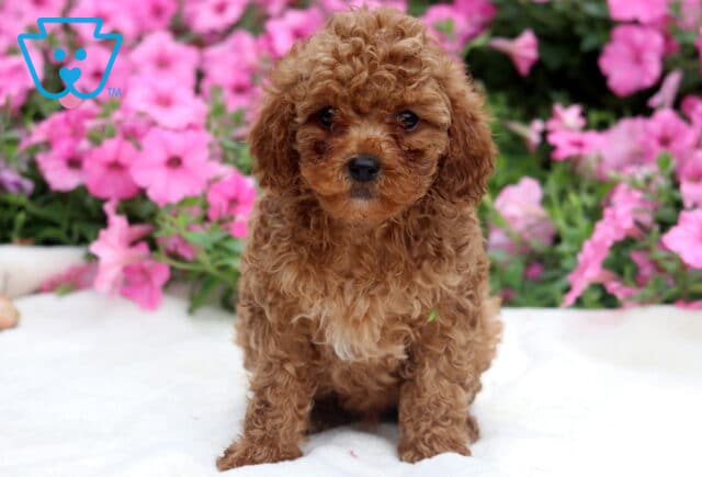 Rolo Toy Poodle image