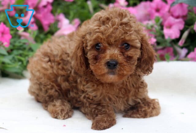 Rolo Toy Poodle2 image