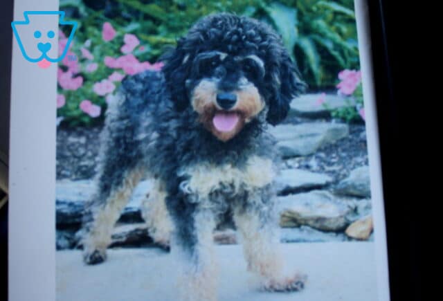 Rosie Mini Poodle Daniel & Mary King image