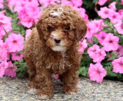 Rosie Toy Poodle