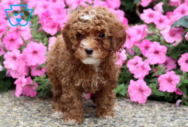 Rosie Toy Poodle image