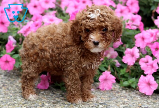 Rosie Toy Poodle2 image