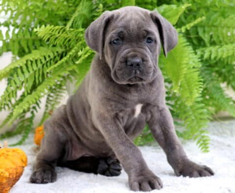 Gray Cane Corso puppy with floppy ears sitting on a white rug near orange pumpkins and lush green ferns.