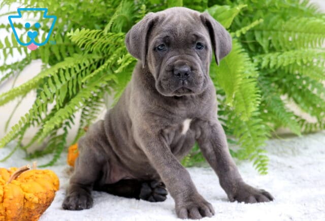 Gray Cane Corso puppy with floppy ears sitting on a white rug near orange pumpkins and lush green ferns. image