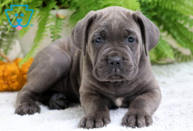 Gray Cane Corso puppy lying down on a soft white rug with a white chest spot, pumpkins and ferns in the background. image