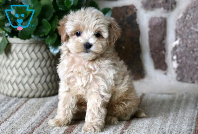 Curly-haired cream Maltipoo puppy sitting upright on a rug with a curious expression near a stone wall and potted plant image