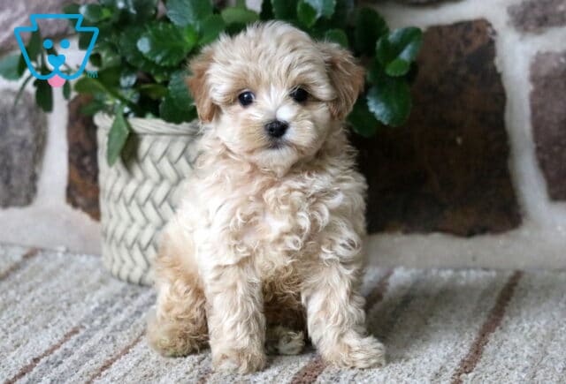 Sweet cream Maltipoo puppy with fluffy curls sitting on a rug in front of a stone wall and green plant image