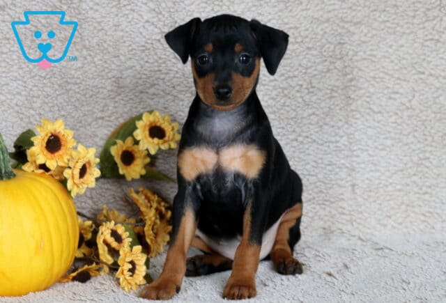 Sage Min Pin image