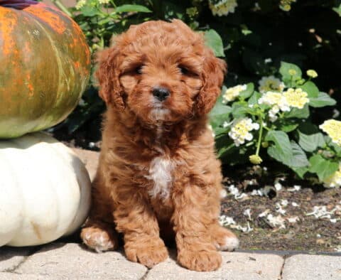Cavapoo puppy with a curly reddish-brown coat and a white patch on the chest sitting on a stone patio beside stacked pumpkins, with blooming yellow and white flowers in the background.